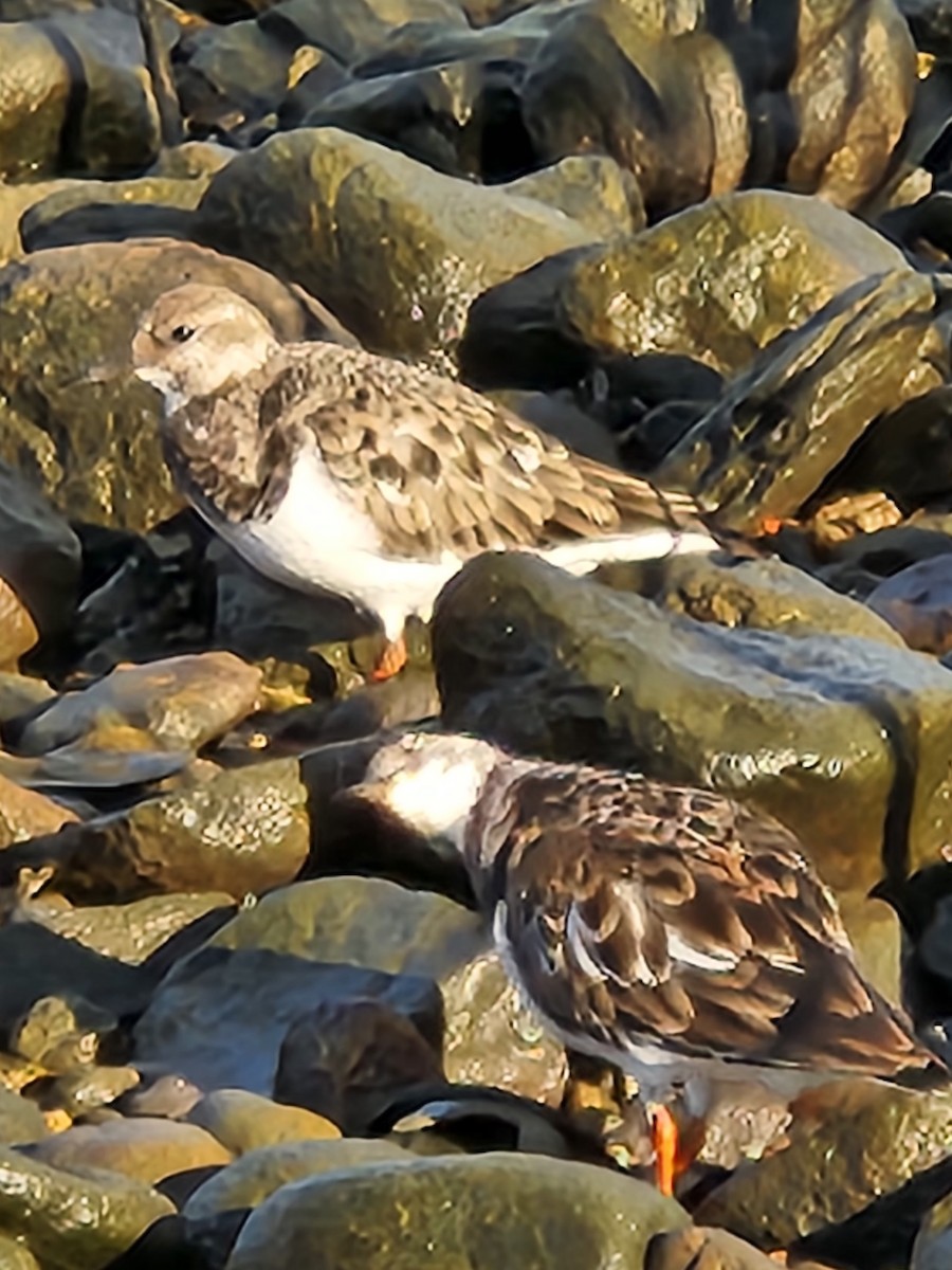 Ruddy Turnstone - ML610103103