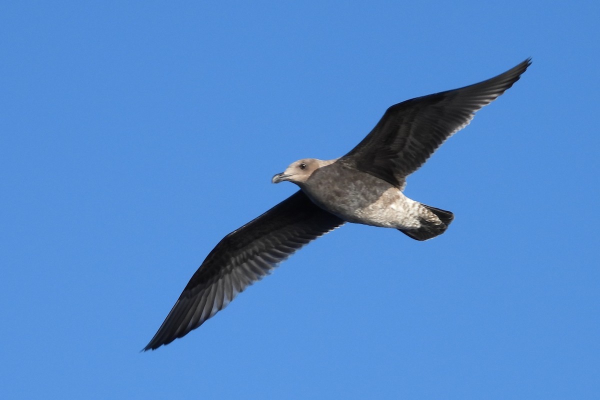 Western Gull - ML610103156