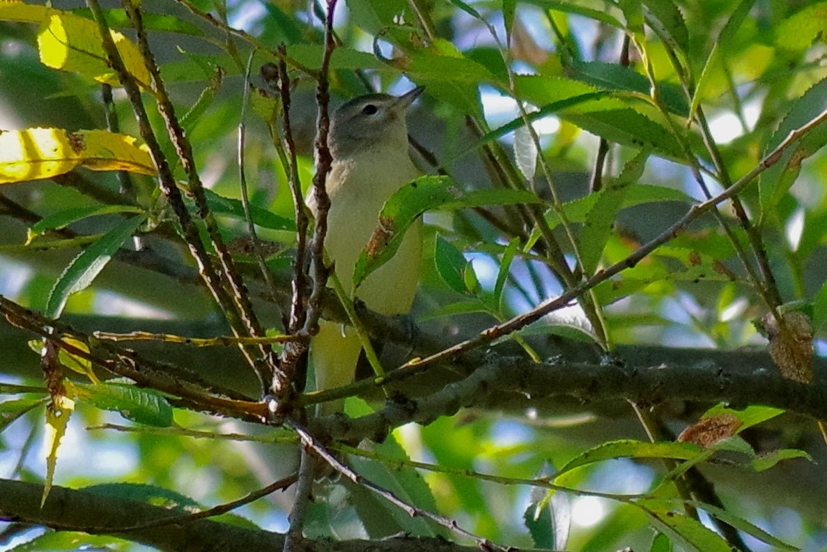 Philadelphia Vireo - ML610103163