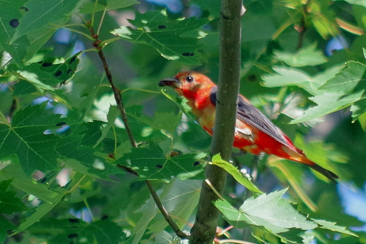 Scarlet Tanager - ML610103182