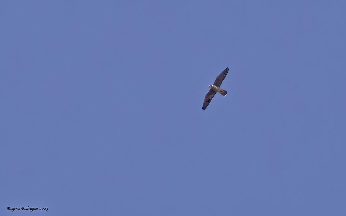 Eurasian Hobby - ML610103353