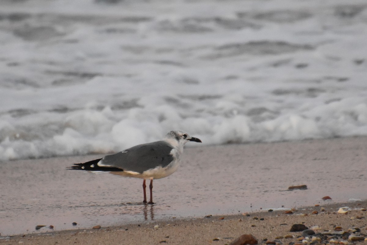 Laughing Gull - ML610103423