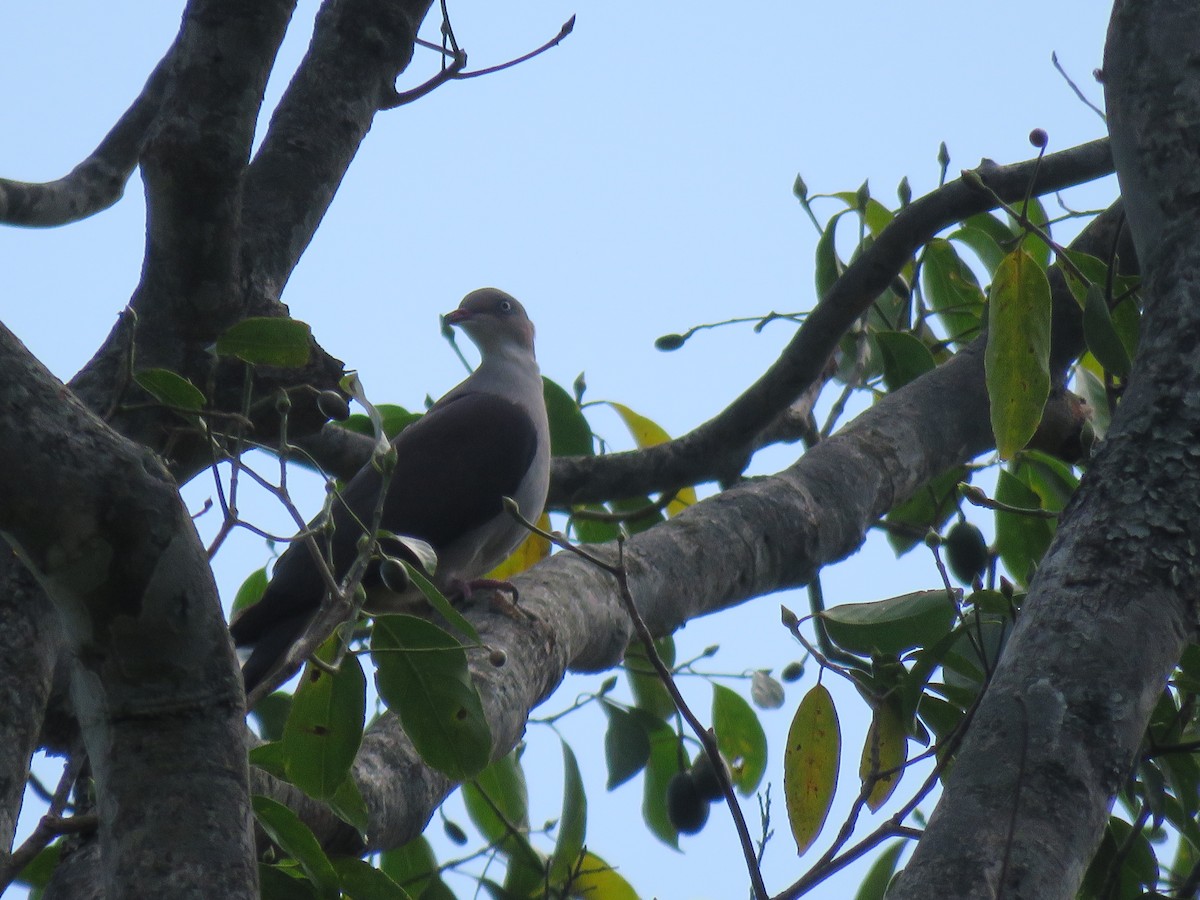 Mountain Imperial-Pigeon - ML610103516