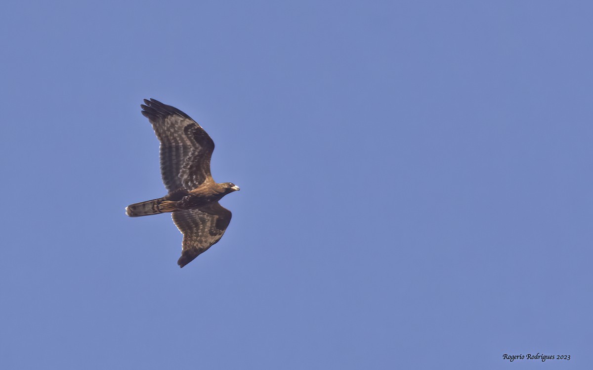 European Honey-buzzard - ML610103528