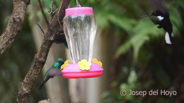 Colibrí Rutilante - ML610103534