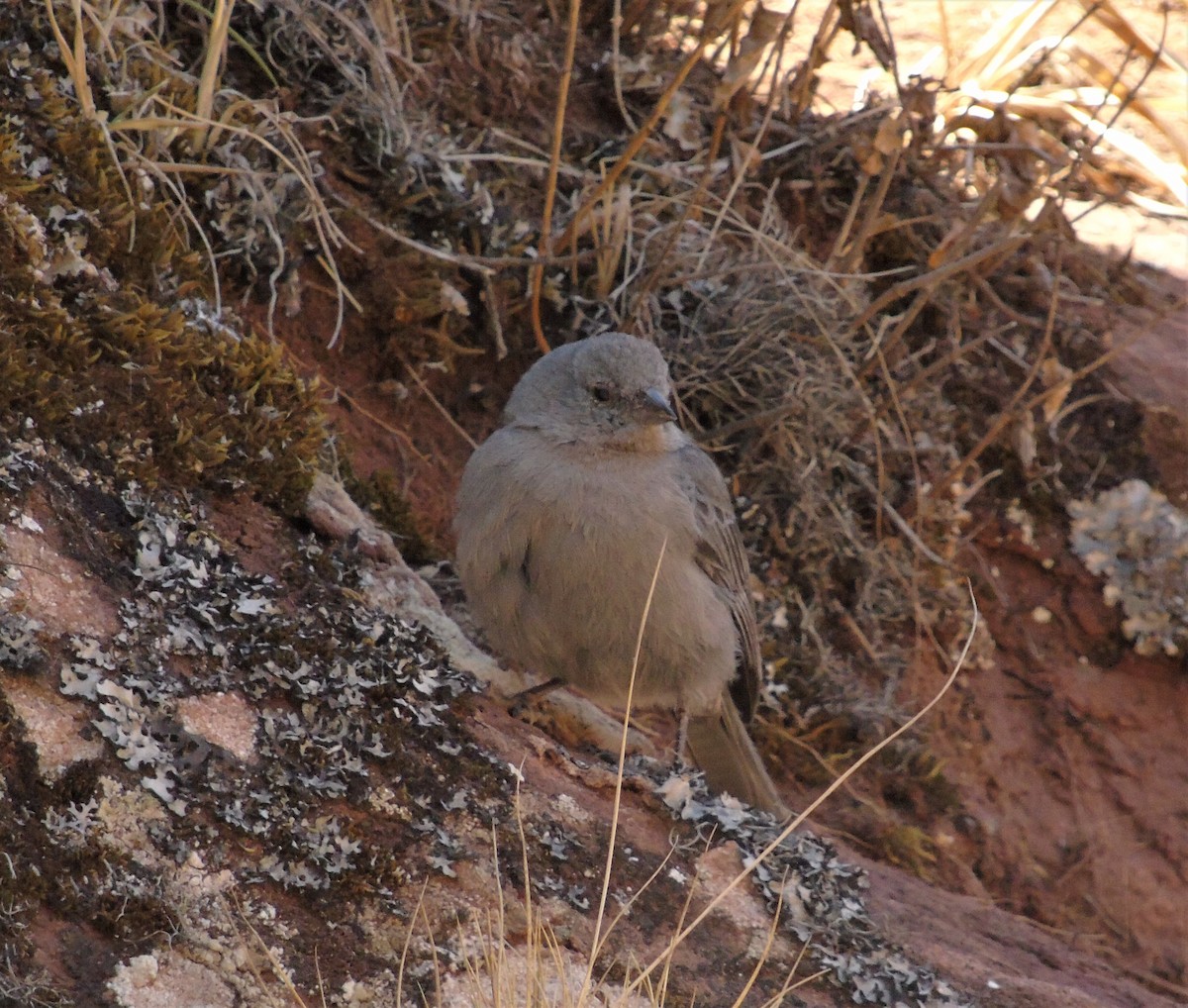 Plumbeous Sierra Finch - ML610103540