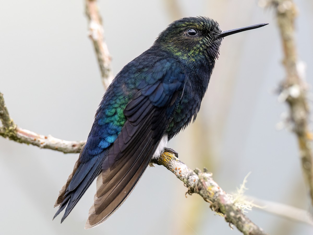 Black-breasted Puffleg - Andres Vasquez Noboa