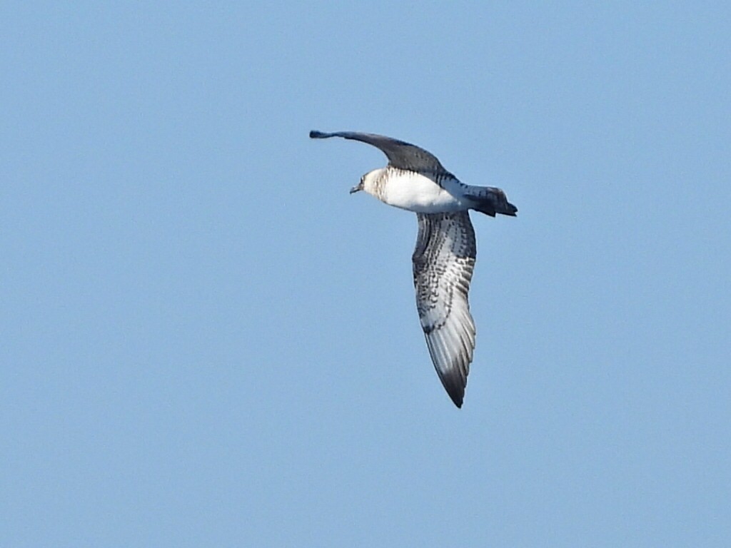 eBird Checklist - 15 Oct 2023 - San Pedro Channel—west - 9 species
