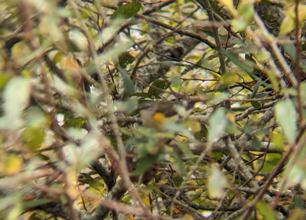 American Redstart - Matthew Eckerson