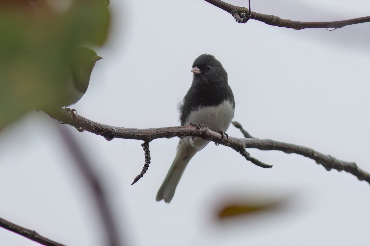 Dark-eyed Junco (Slate-colored) - ML610103636