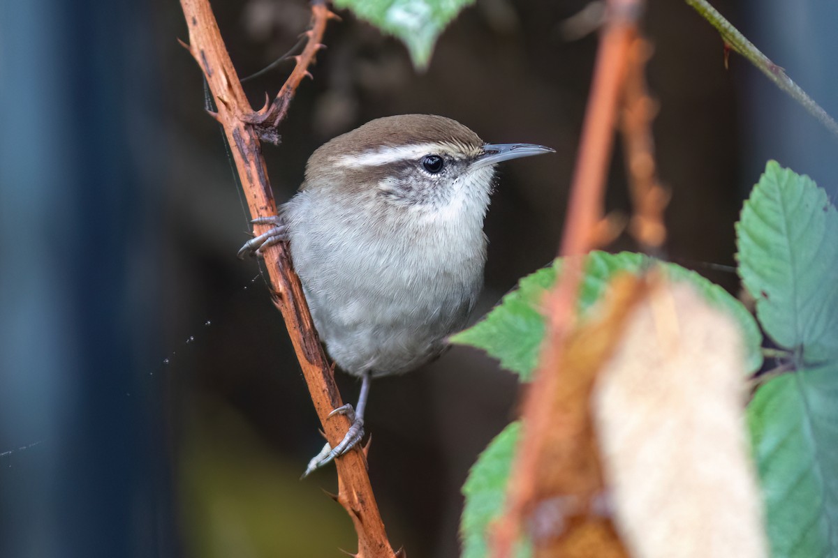 Bewick's Wren - ML610103639