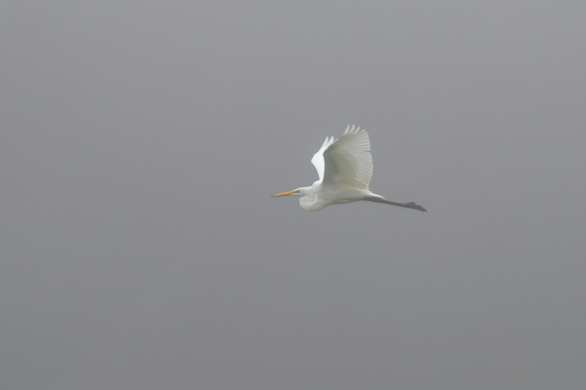 Great Egret - ML610103641