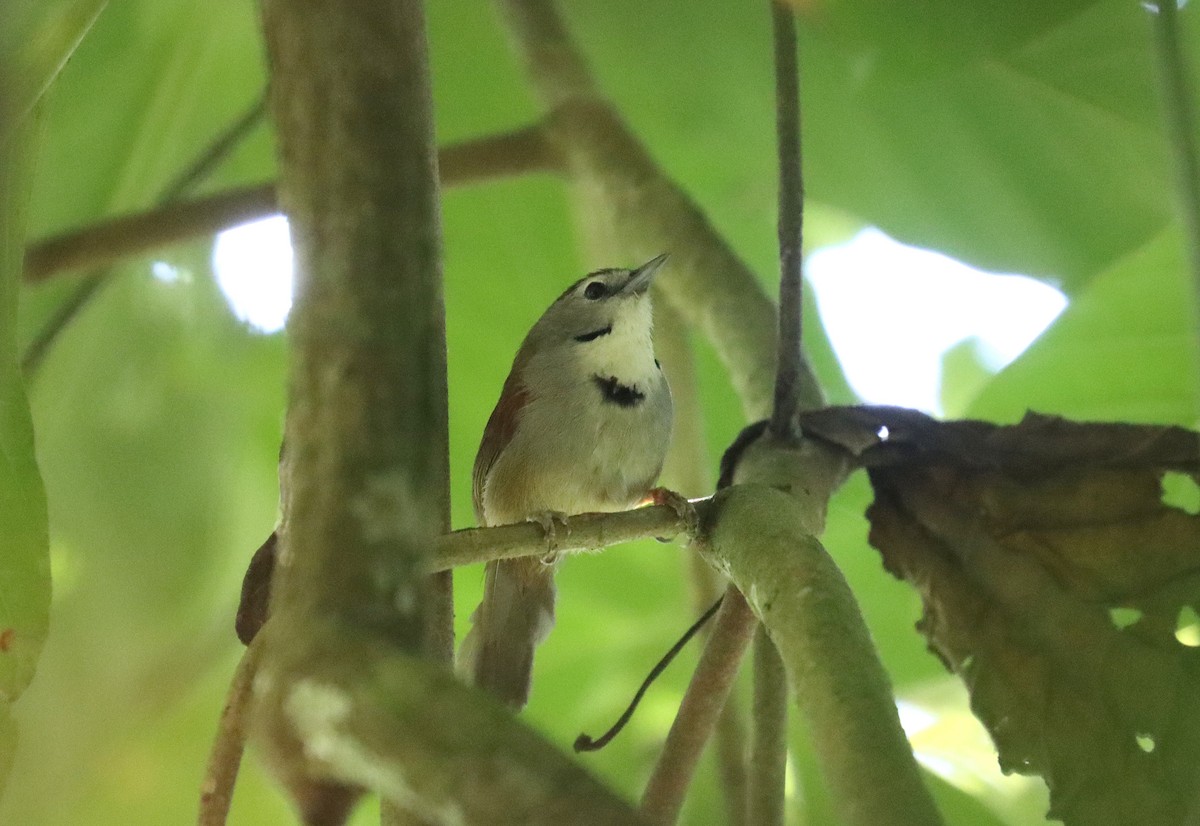 Crescent-chested Babbler - ML610103729