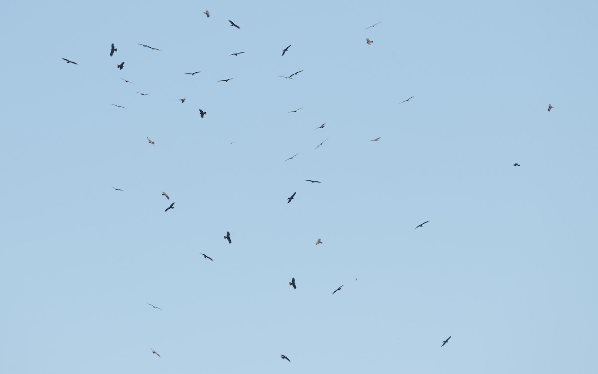 Black Kite (Black) - ML610103756