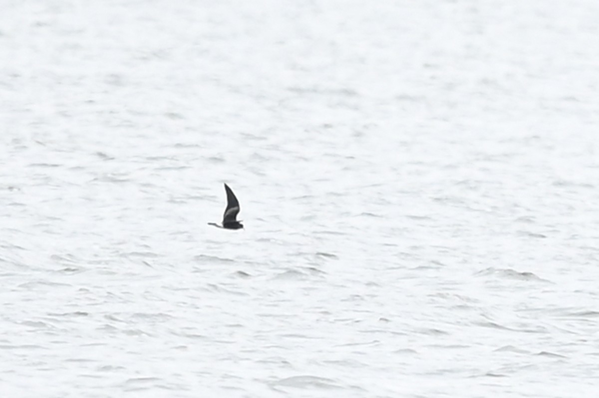 Leach's Storm-Petrel - ML610103794