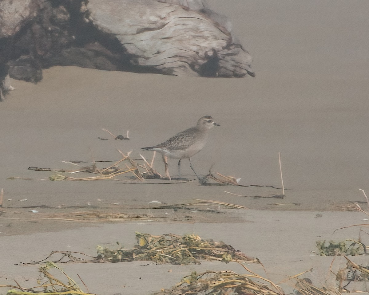 American Golden-Plover - ML610103847