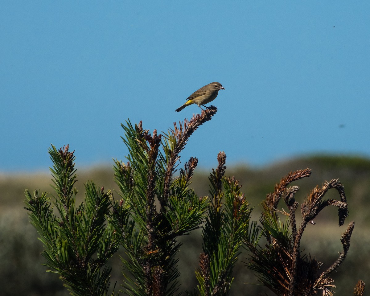 Palm Warbler - david hargreaves