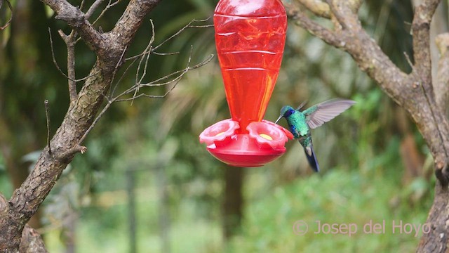 Glanz-Veilchenohrkolibri - ML610103985