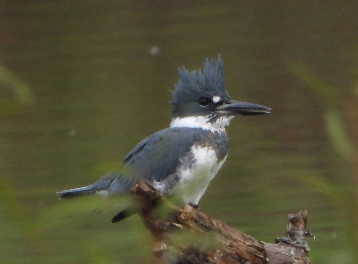 Belted Kingfisher - ML610104116