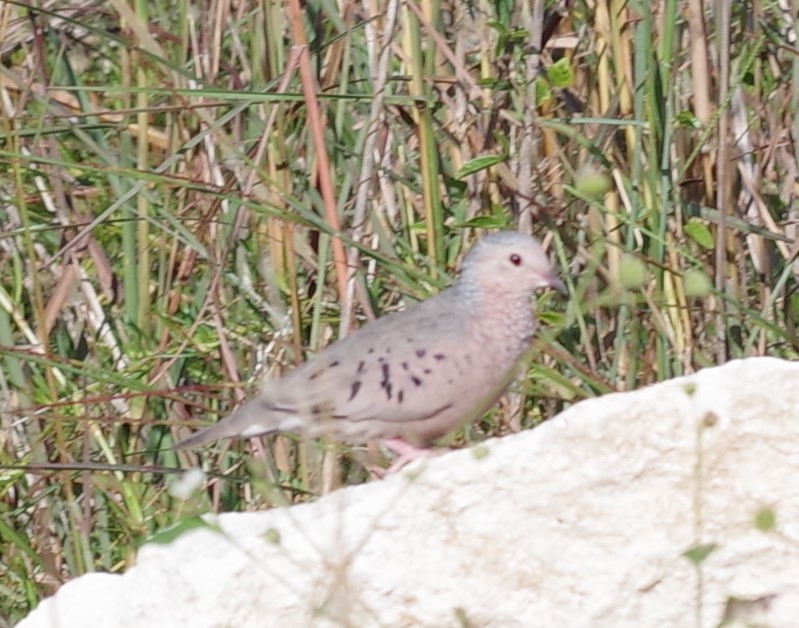 Sperlingstäubchen - ML610104143