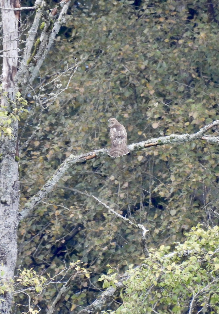 Rotschwanzbussard - ML610104182