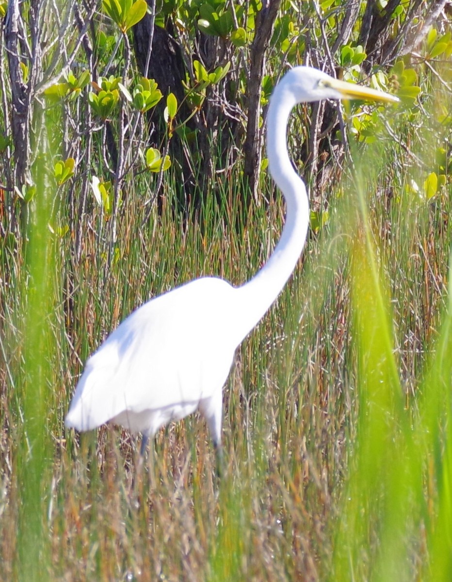 Great Egret - ML610104192