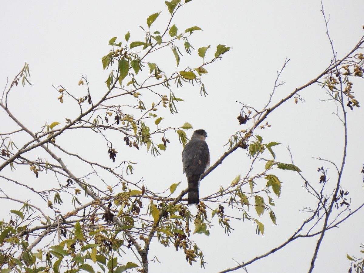 Cooper's Hawk - ML610104199