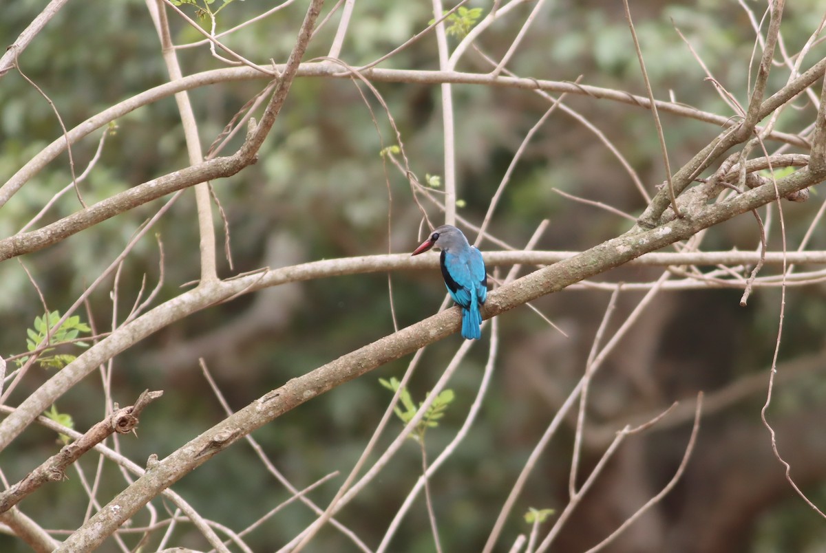Woodland Kingfisher - ML610104220