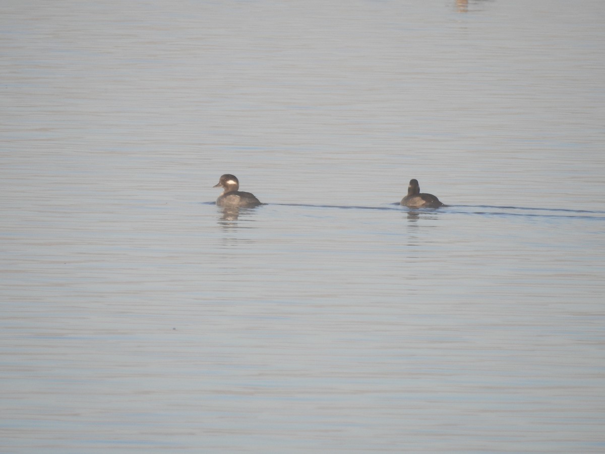 Bufflehead - Logan Clark