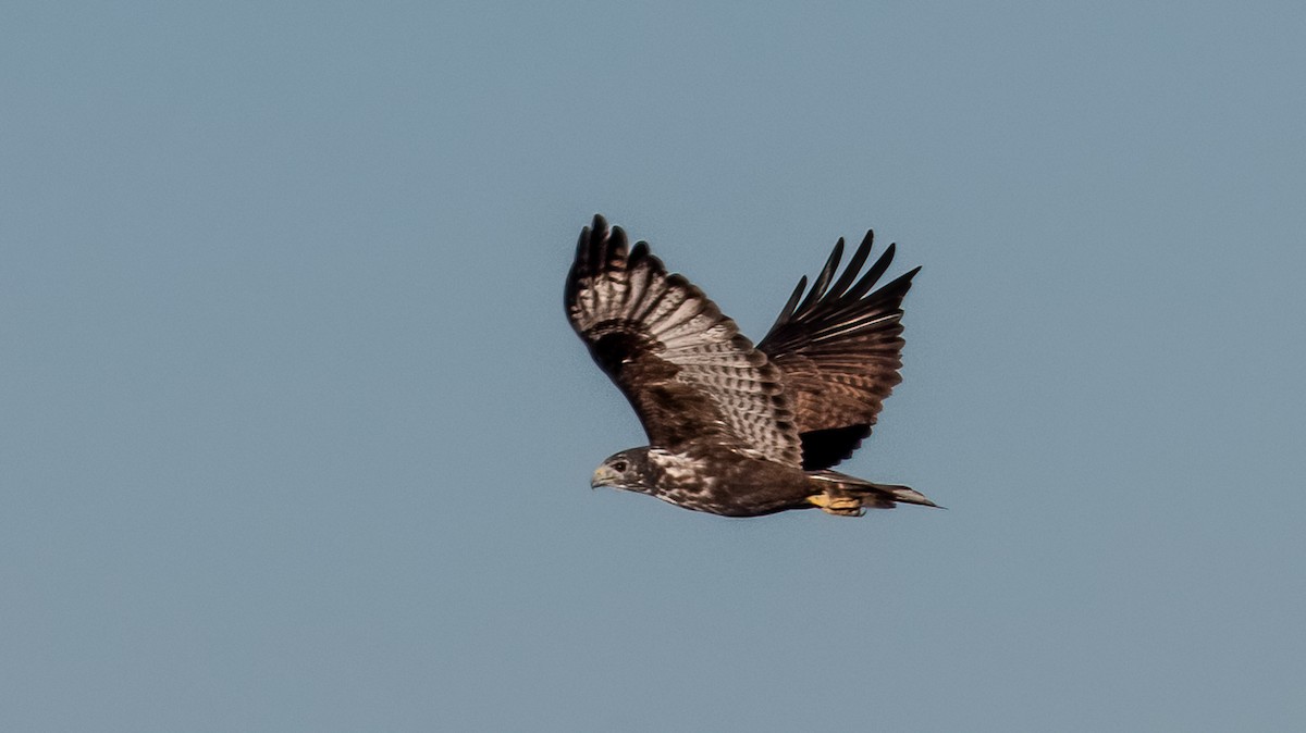 Red-tailed Hawk (Harlan's) - ML610104389