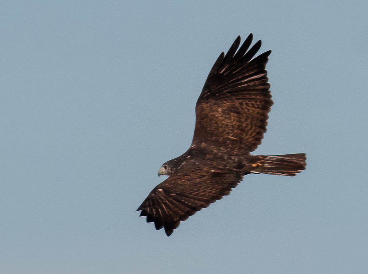 Red-tailed Hawk (Harlan's) - ML610104395