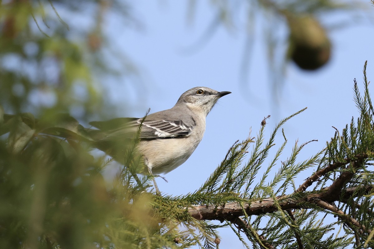 Northern Mockingbird - ML610104481