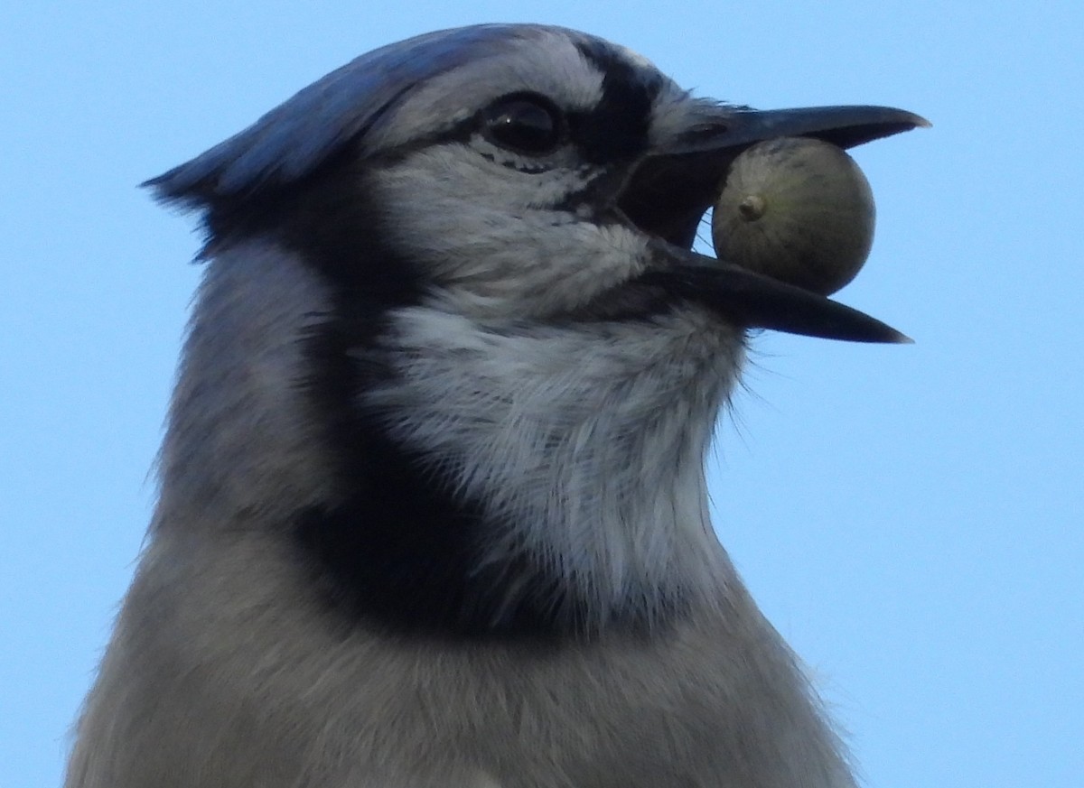 Blue Jay - ML610104482