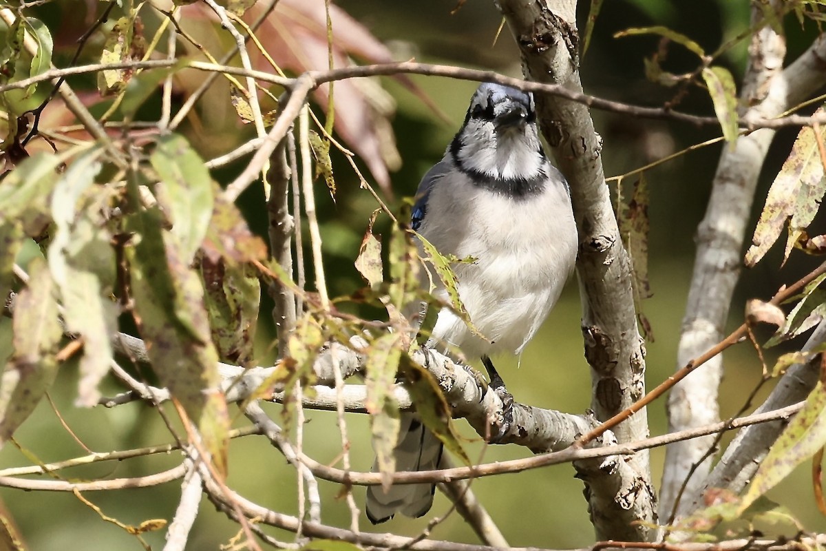 Blue Jay - Karen Barlow