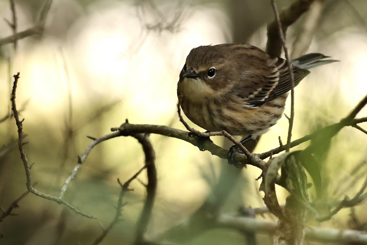 Yellow-rumped Warbler - Karen Barlow