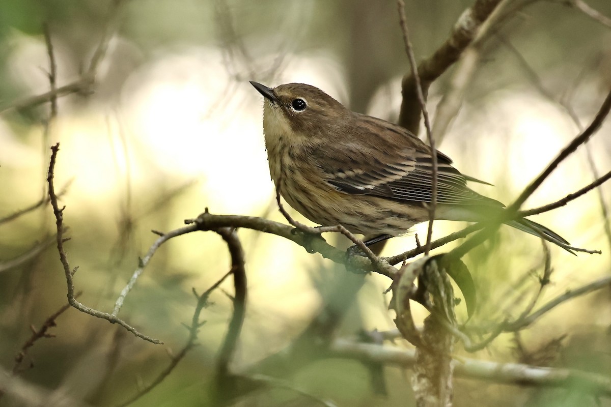 Yellow-rumped Warbler - Karen Barlow