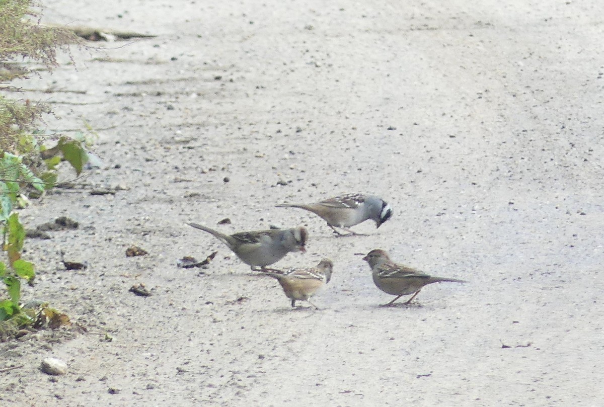 White-crowned Sparrow - ML610104548