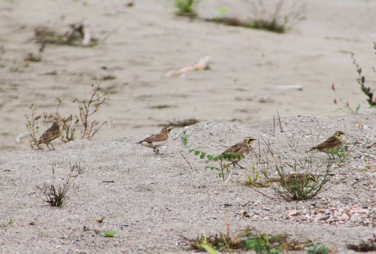 Horned Lark - ML610104577