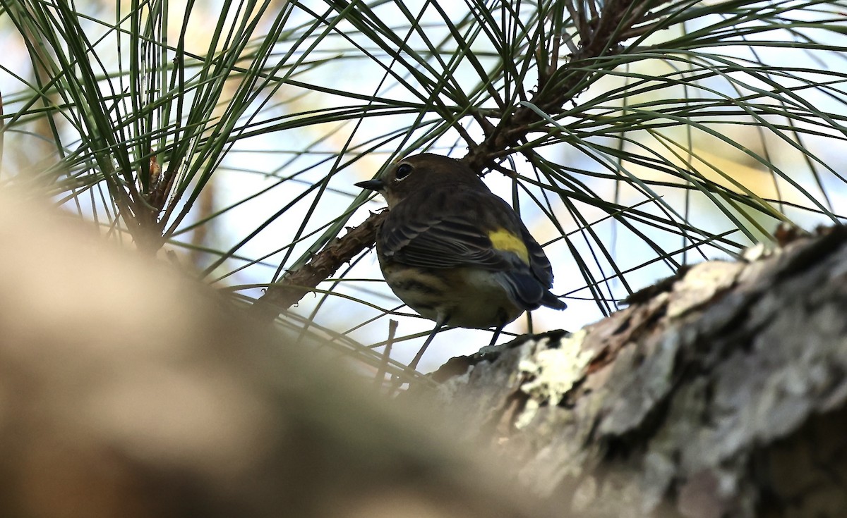 Yellow-rumped Warbler - Karen Barlow