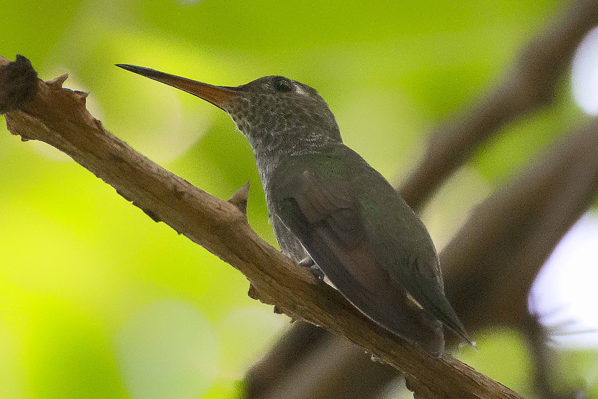 Glittering-throated Emerald - Geancarlo Merighi