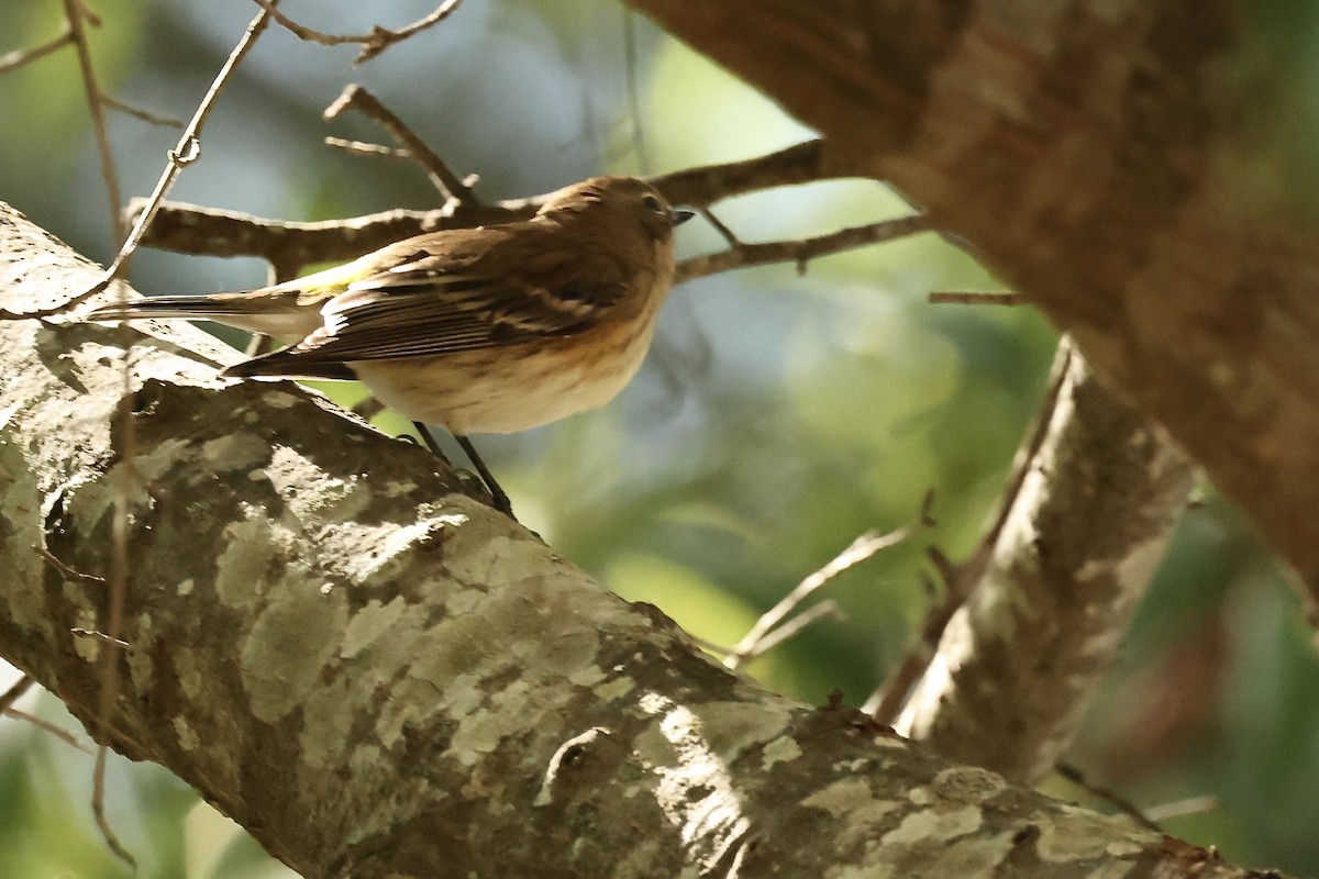 Yellow-rumped Warbler - Karen Barlow