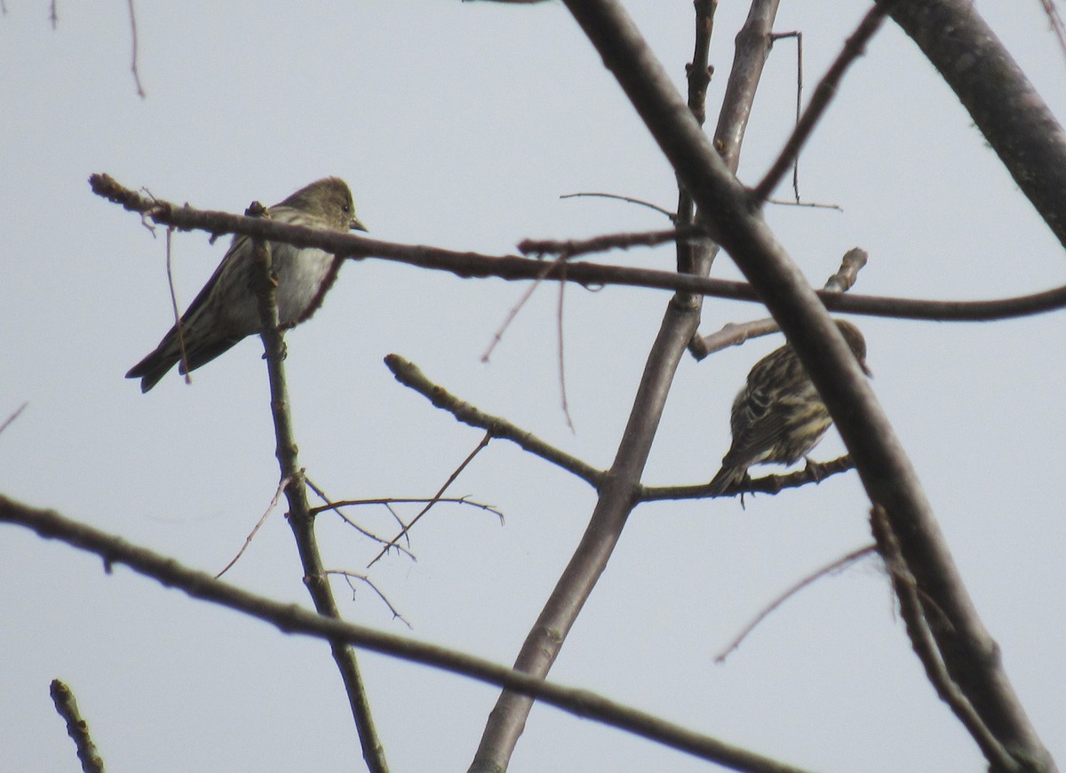 Pine Siskin - ML610104631