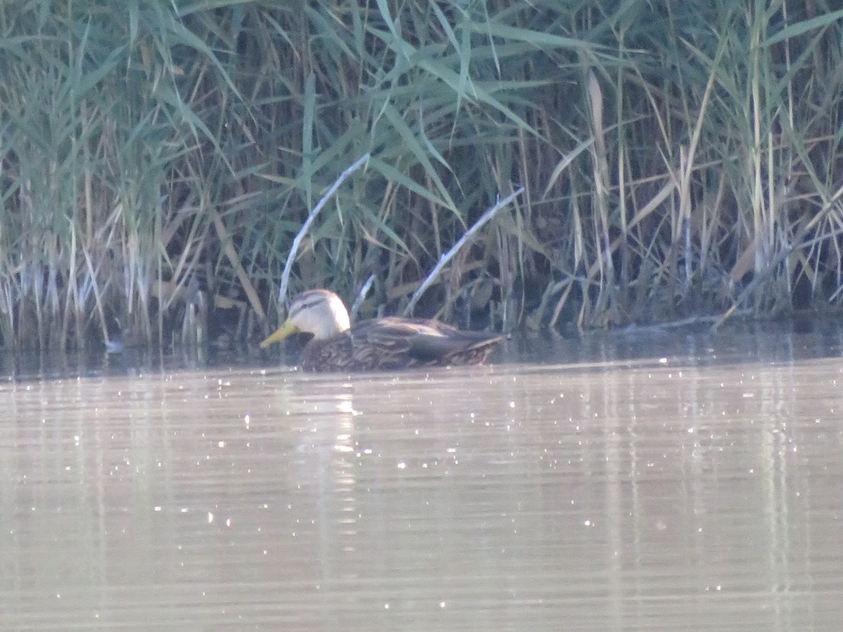 Mexican Duck - ML610104668