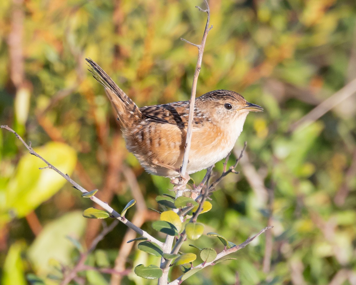 Sedge Wren - ML610104757