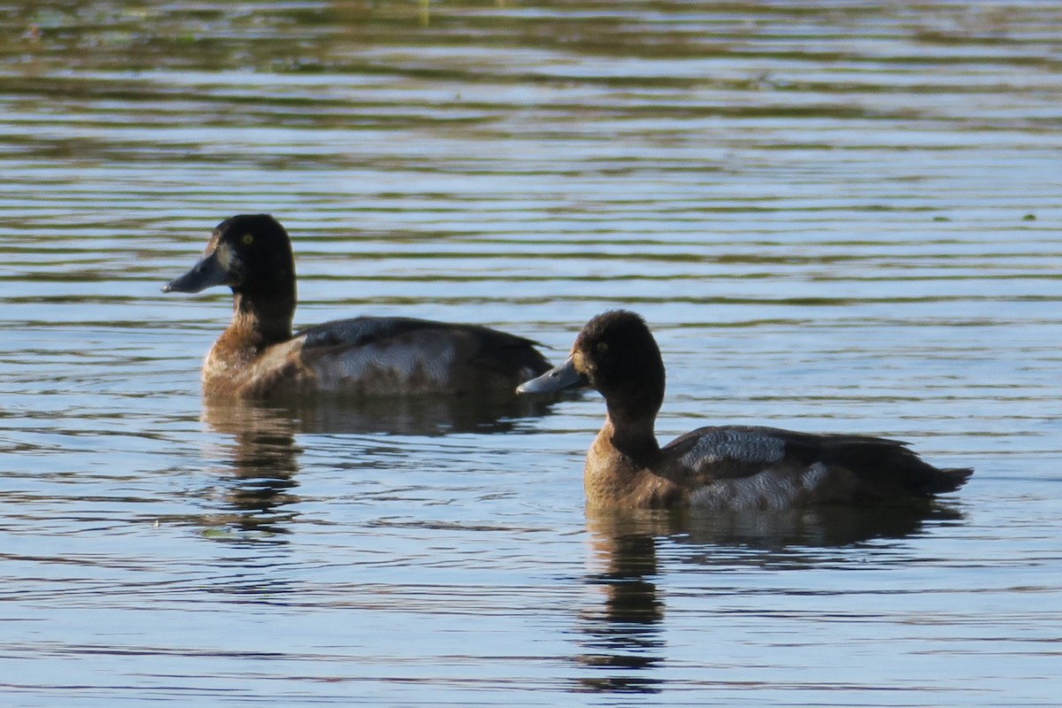 Lesser Scaup - ML610104855