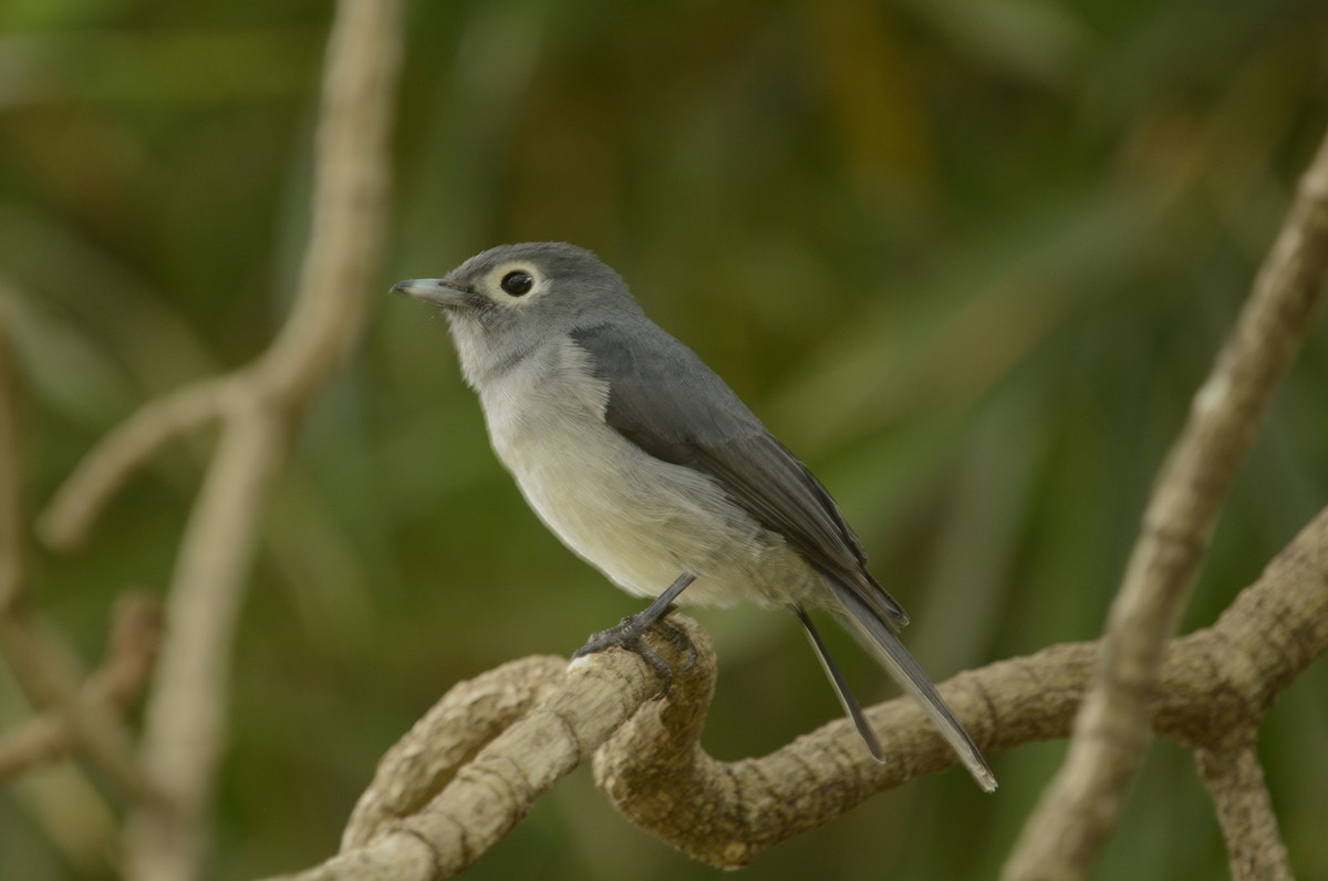 White-eyed Slaty-Flycatcher - ML610104893