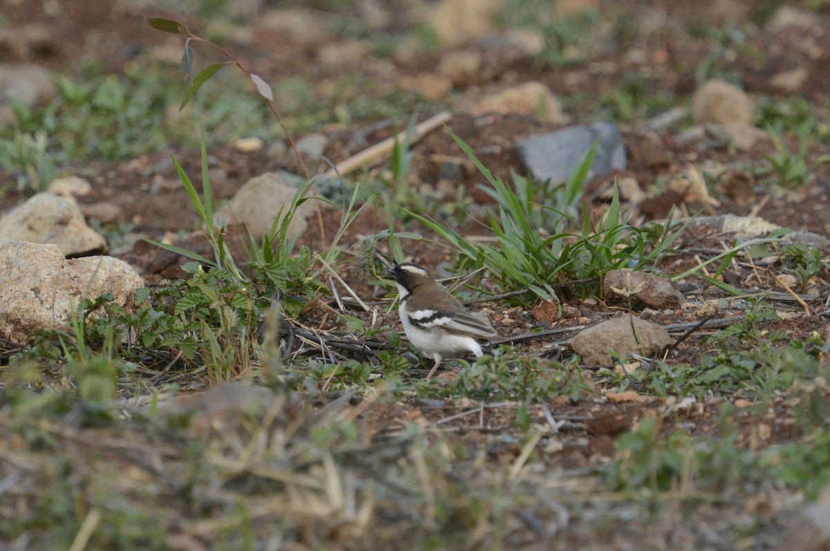 White-browed Sparrow-Weaver - ML610104895