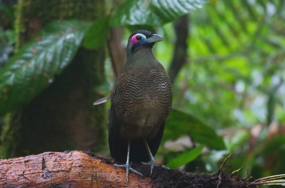 Cuco Terrestre de Sumatra - ML610104908