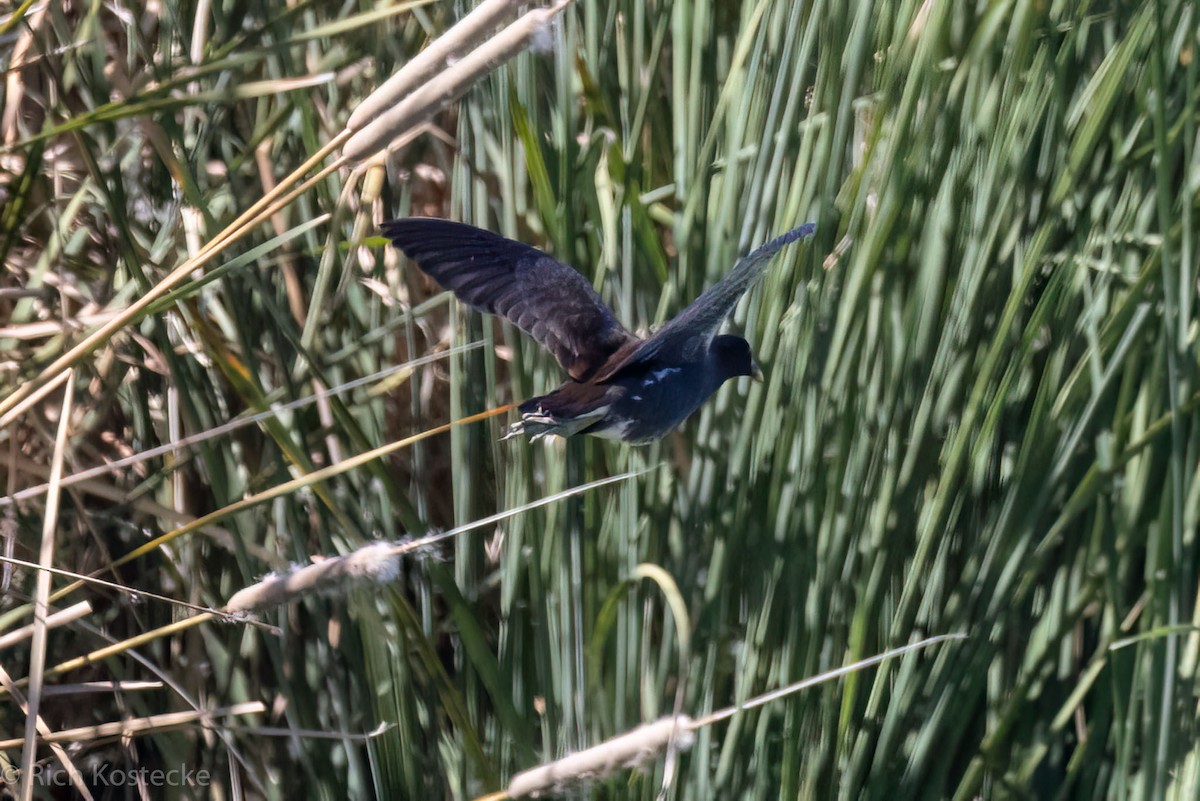 Common Gallinule - ML610104975