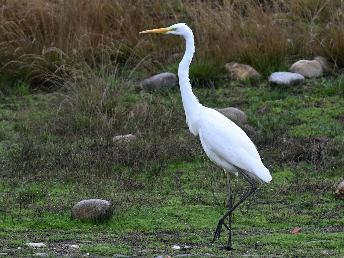 Great Egret - Manuel Segura Herrero